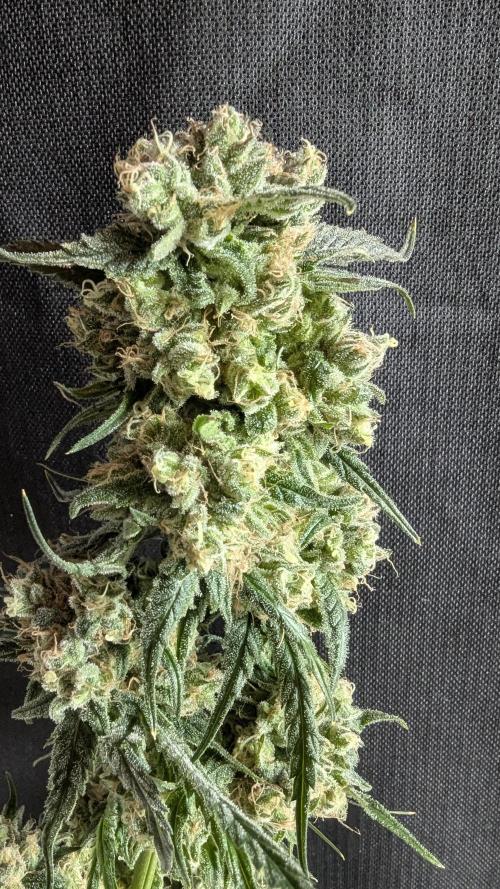 Blue Zushi. Week 14
