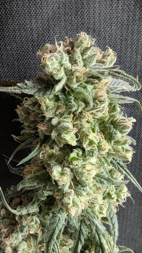 Blue Zushi. Week 14