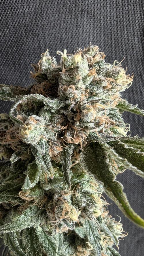 Blue Zushi. Week 14