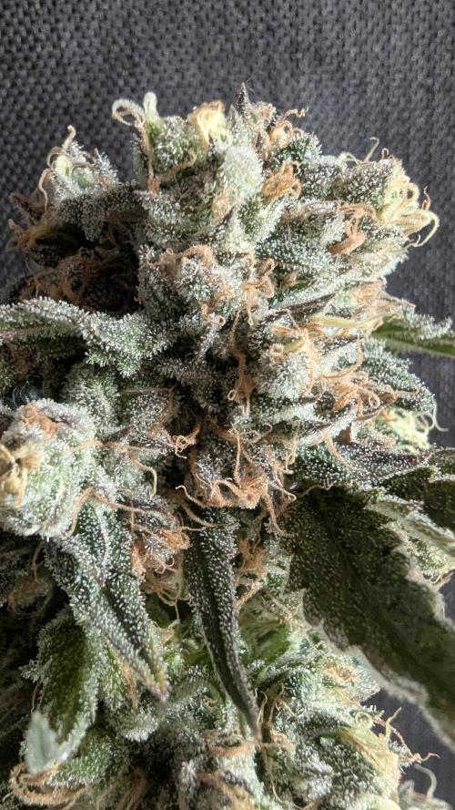 Blue Zushi. Week 14