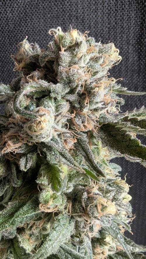 Blue Zushi. Week 14