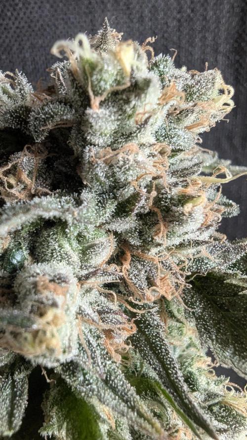 Blue Zushi. Week 14