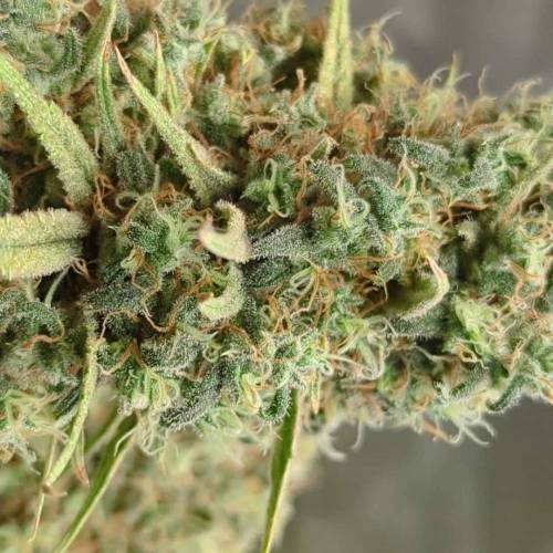 Lemon Cookies Kush
