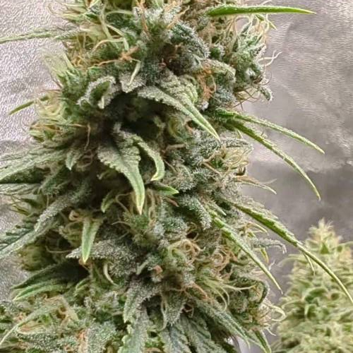 Lemon Cookies Kush