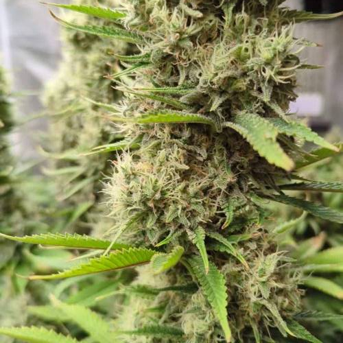 Diesel Glue