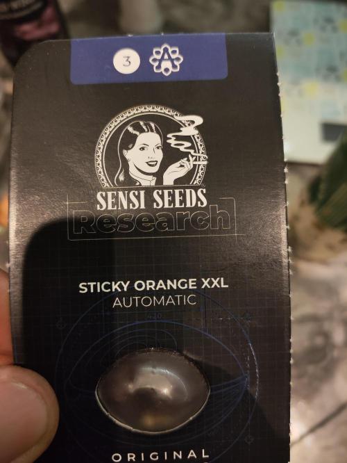 Sticky Orange XXL auto. Week 1