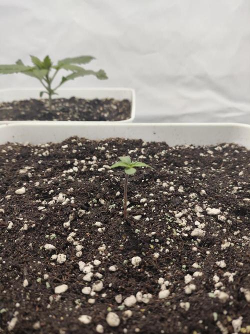 Sticky Orange XXL auto. Week 1