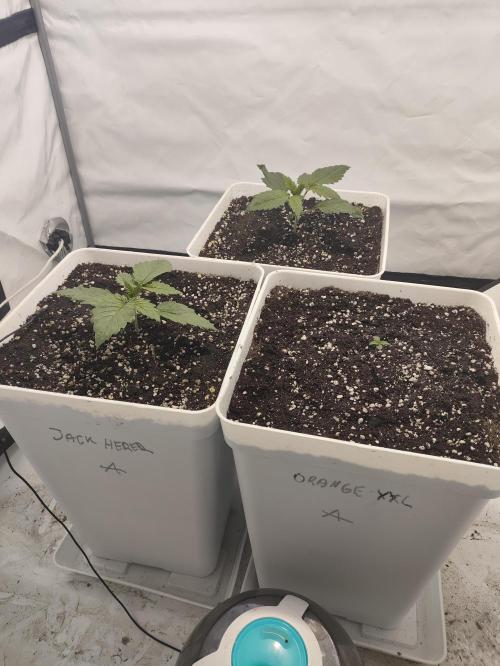 Sticky Orange XXL auto. Week 1