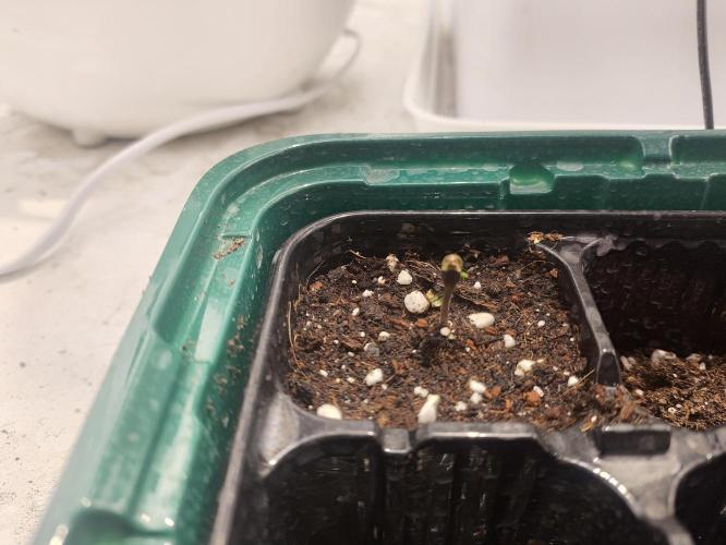 Sticky Orange XXL auto. Week 1