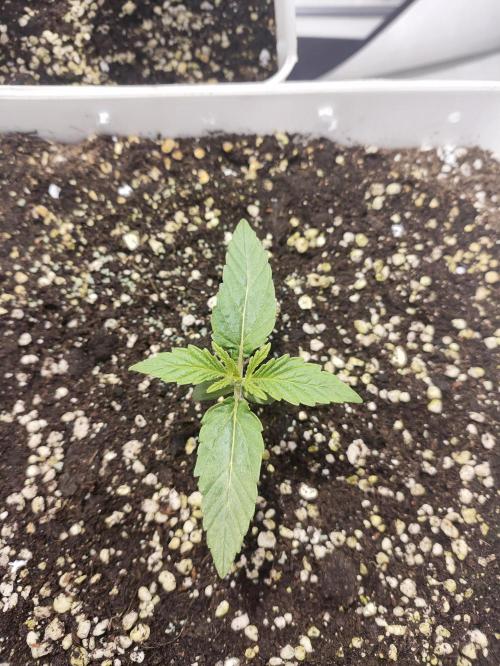 Sticky Orange XXL auto. Week 2