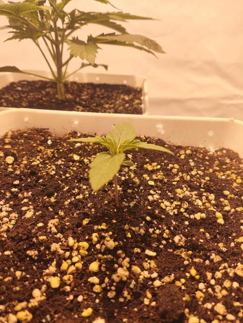 Sticky Orange XXL auto. Week 2