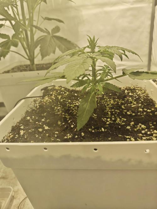 Sticky Orange XXL auto. Week 3