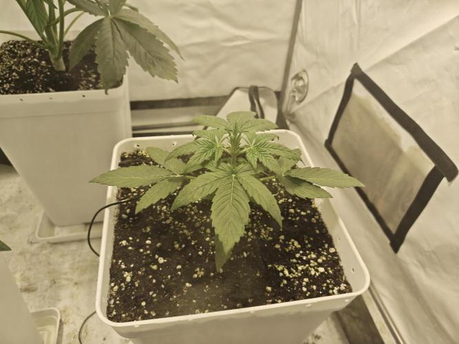 Sticky Orange XXL auto. Week 3