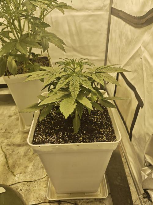 Sticky Orange XXL auto. Week 4