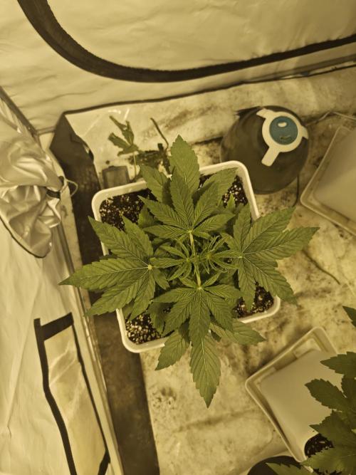 Sticky Orange XXL auto. Week 4