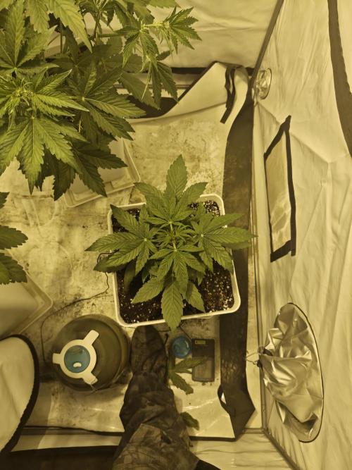 Sticky Orange XXL auto. Week 4