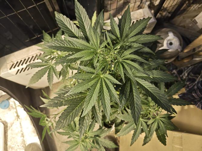 Sticky Orange XXL auto. Week 5