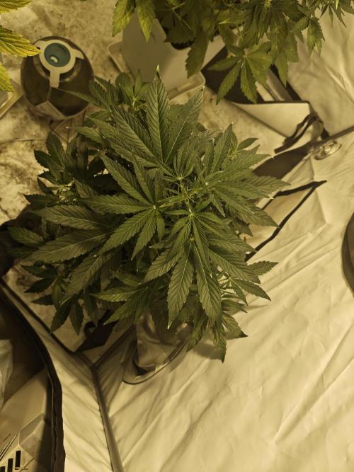 Sticky Orange XXL auto. Week 5