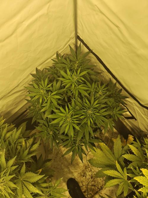 Sticky Orange XXL auto. Week 6