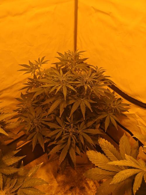 Sticky Orange XXL auto. Week 6