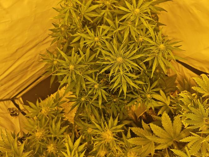 Sticky Orange XXL auto. Week 7