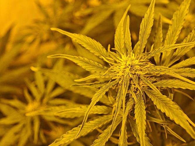 Sticky Orange XXL auto. Week 7