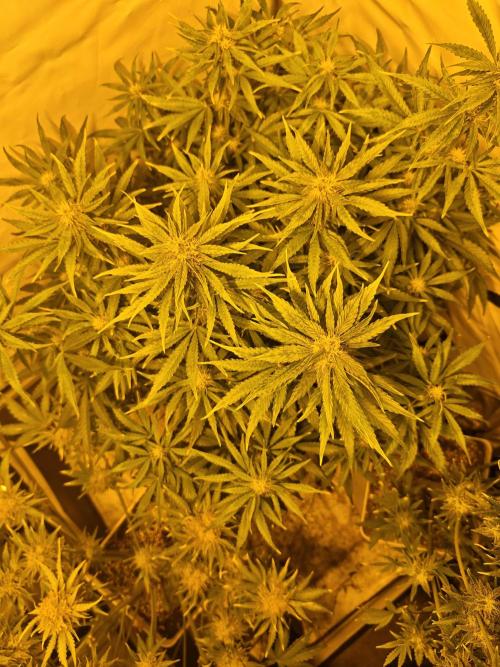 Sticky Orange XXL auto. Week 8