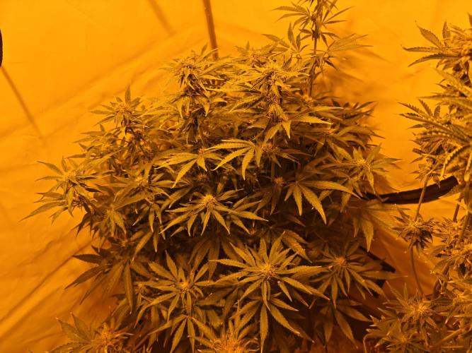 Sticky Orange XXL auto. Week 8