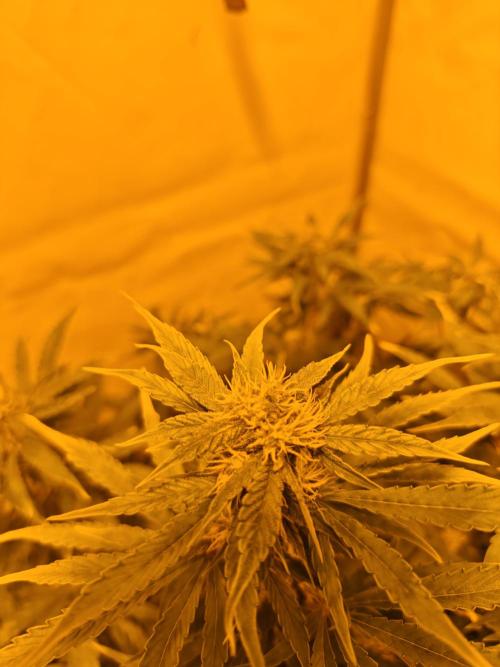 Sticky Orange XXL auto. Week 8