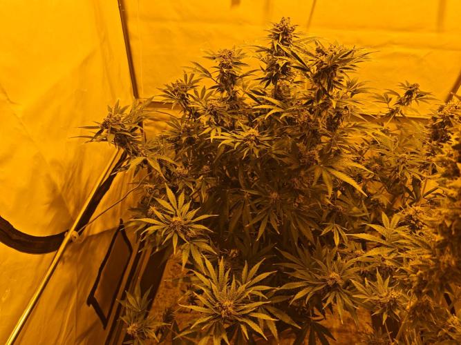 Sticky Orange XXL auto. Week 9