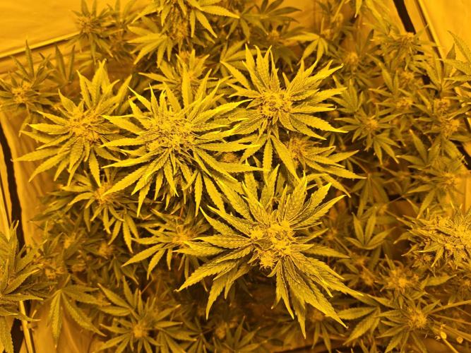 Sticky Orange XXL auto. Week 9