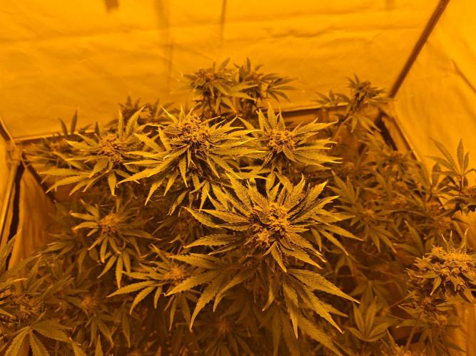 Sticky Orange XXL auto. Week 9