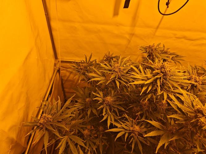 Sticky Orange XXL auto. Week 9