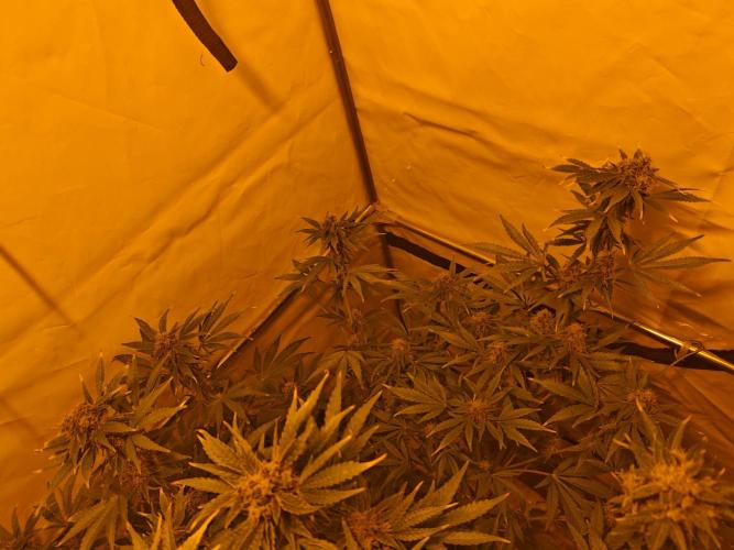 Sticky Orange XXL auto. Week 9