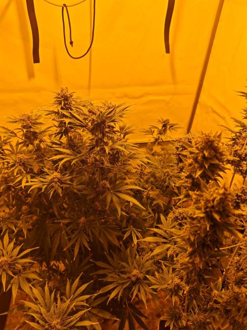 Sticky Orange XXL auto. Week 9