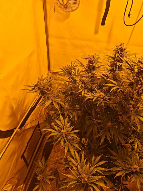 Sticky Orange XXL auto. Week 9