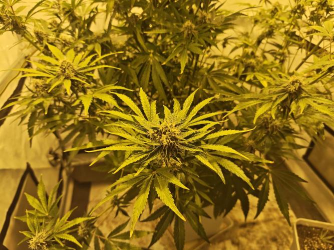 Sticky Orange XXL auto. Week 9