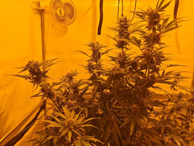 Sticky Orange XXL auto. Week 9