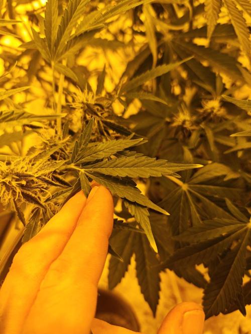 Sticky Orange XXL auto. Week 9