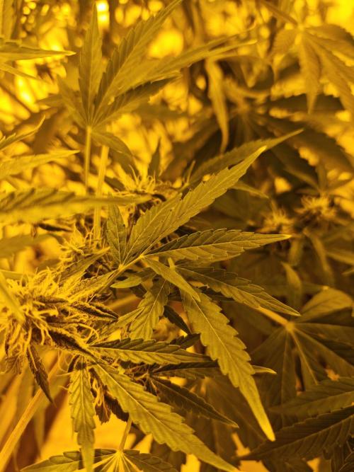 Sticky Orange XXL auto. Week 9