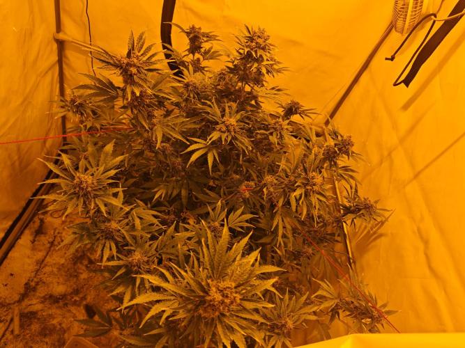 Sticky Orange XXL auto. Week 10