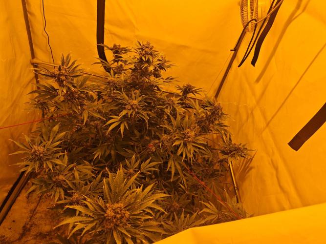 Sticky Orange XXL auto. Week 10