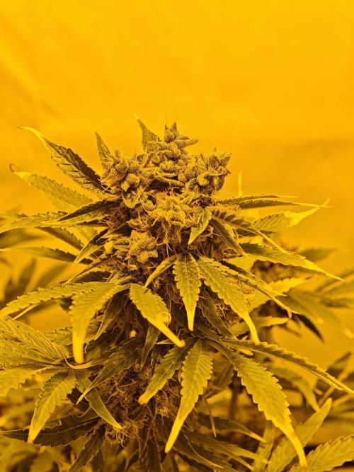 Sticky Orange XXL auto. Week 10