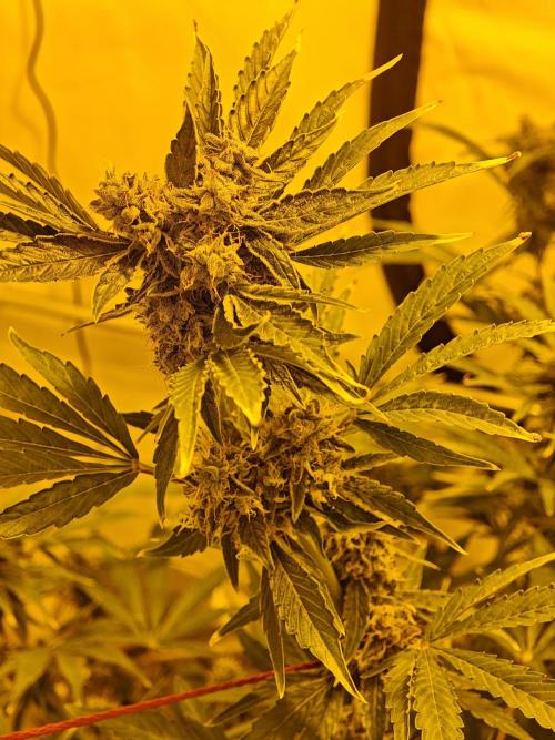 Sticky Orange XXL auto. Week 10