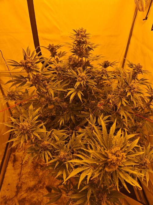 Sticky Orange XXL auto. Week 10