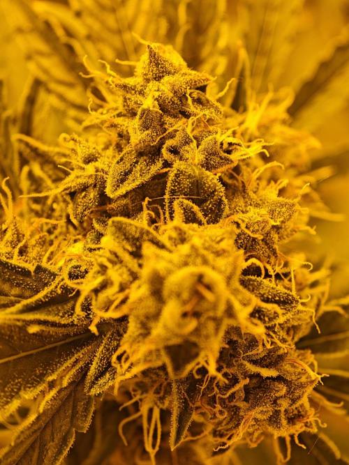 Sticky Orange XXL auto. Week 10