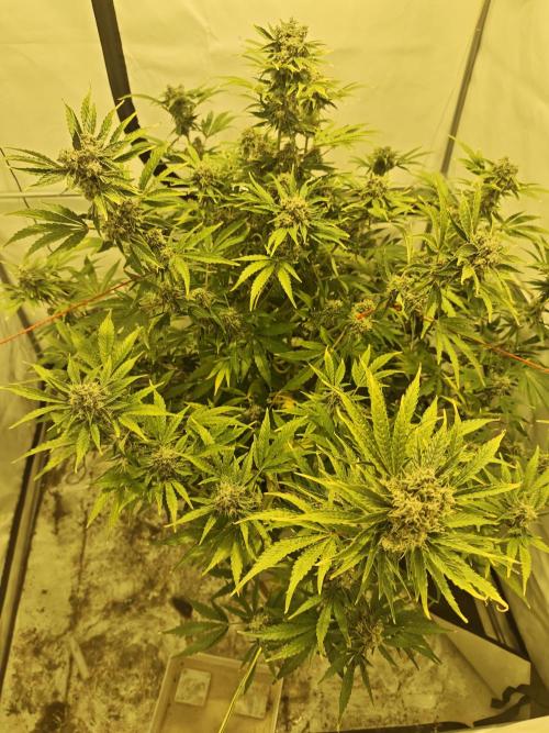 Sticky Orange XXL auto. Week 10