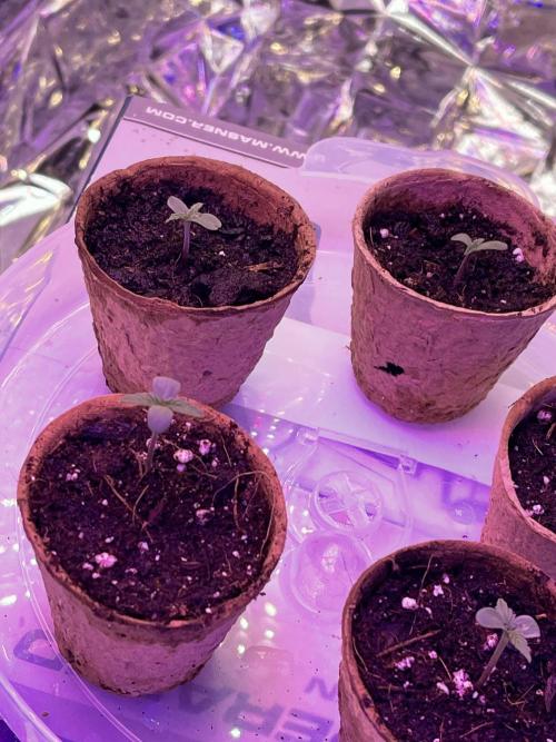 2025 SEP (MID). Week 3