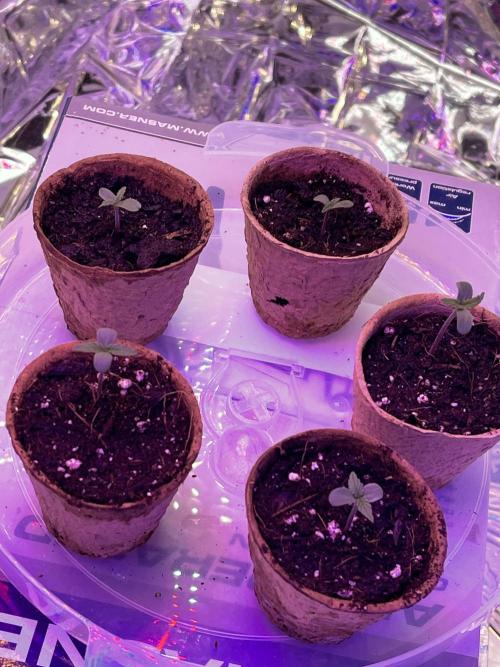 2025 SEP (MID). Week 3