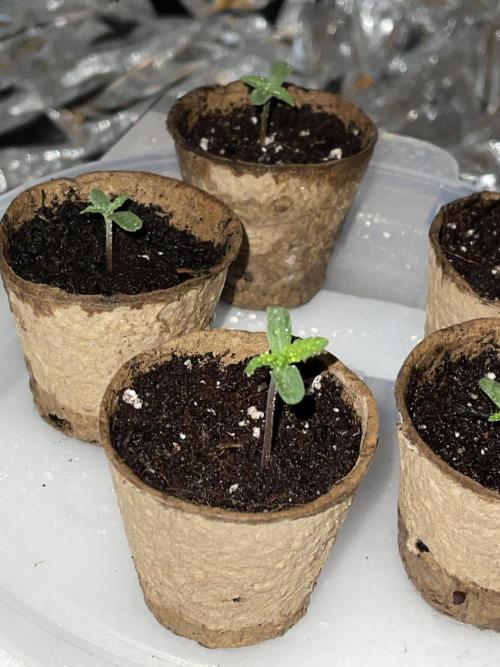 2025 SEP (MID). Week 3